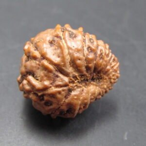 15 Mukhi Java Indonesia – Medium XXIV