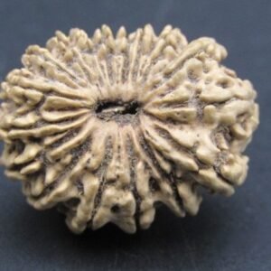 17 Mukhi Nepal – Medium II