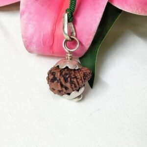 15 Mukhi Java Indonesia – Medium XXIV